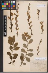 Salix aurita L. x Salix starkeana Willd.